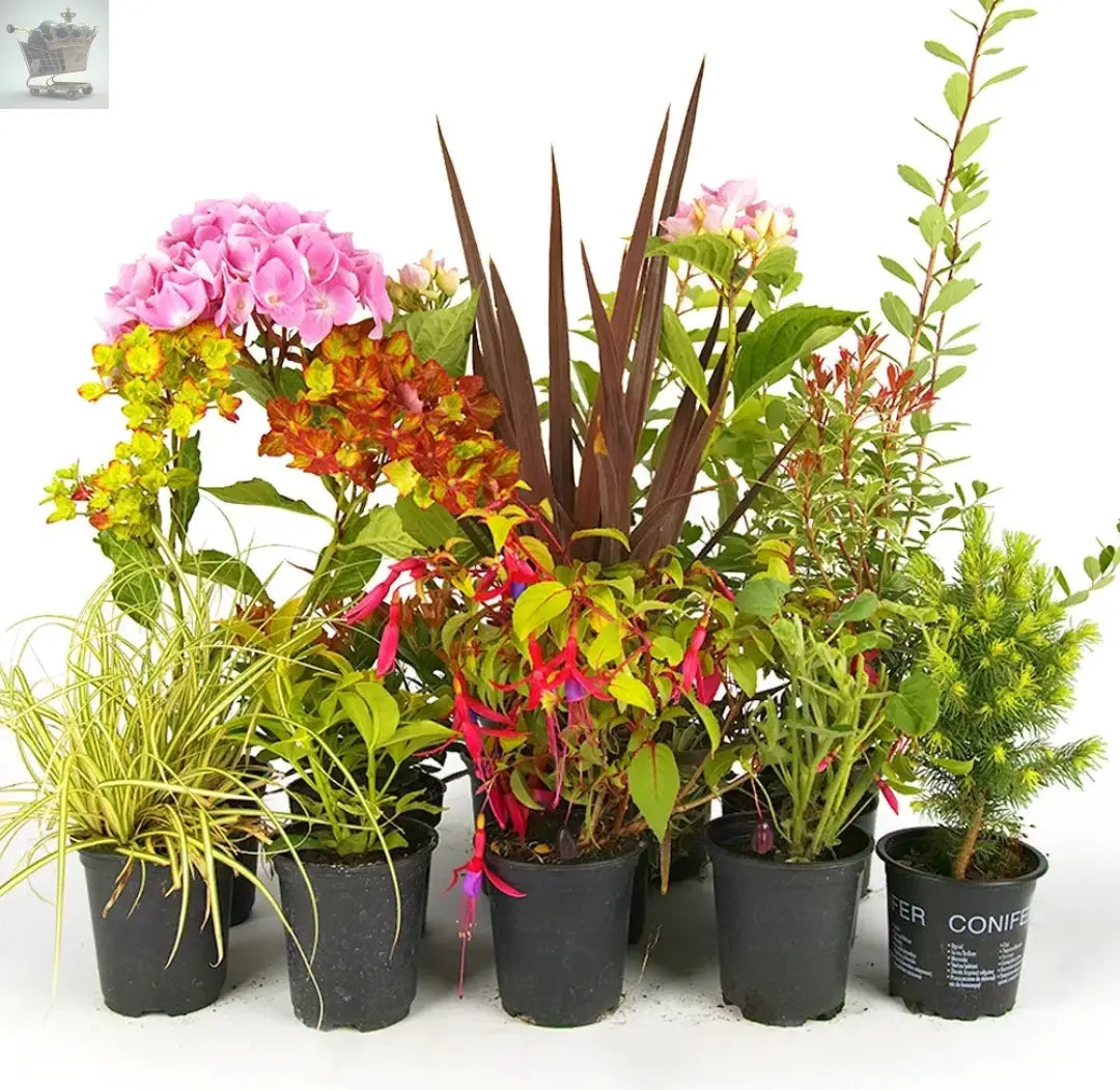 10X MIXED ESTABLISHED GARDEN SHRUBS IN P9 POT Royalcart