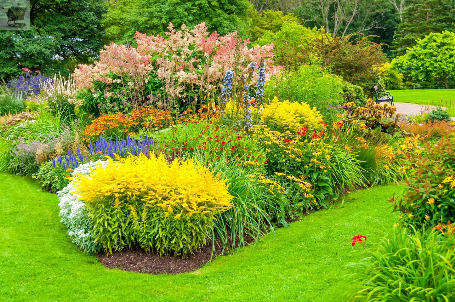 10X MIXED ESTABLISHED GARDEN SHRUBS IN P9 POT Royalcart