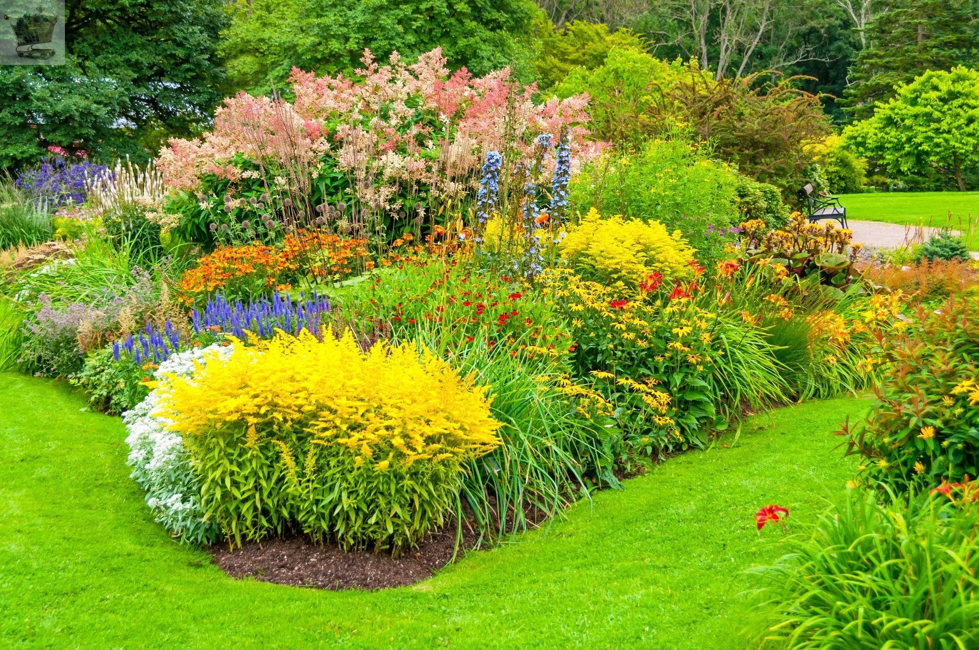 10X MIXED ESTABLISHED GARDEN SHRUBS IN P9 POT Royalcart