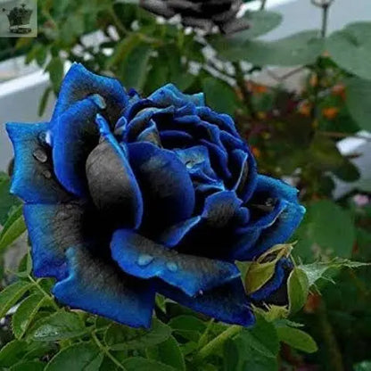 10x Rare Midnight Blue Rose Seeds Royalcart