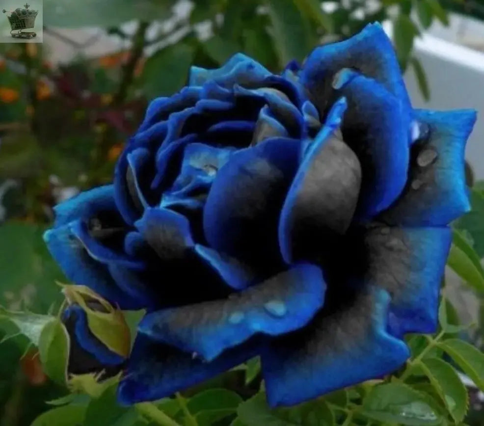 10x Rare Midnight Blue Rose Seeds Royalcart