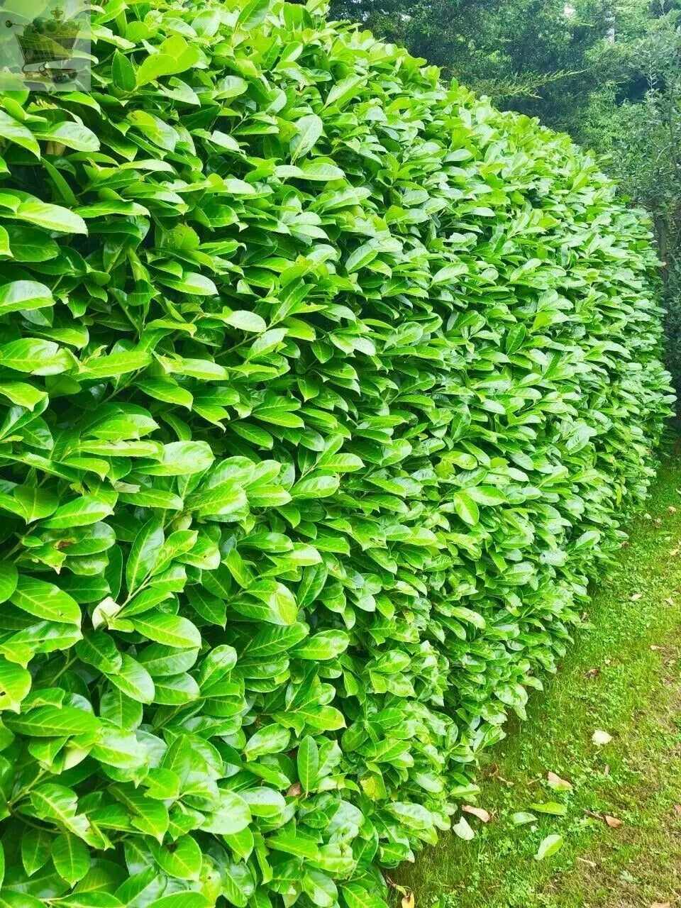 12 Cherry Laurel Hedging 1.5-2ft Tall Potted 12 Plants Gearcourt