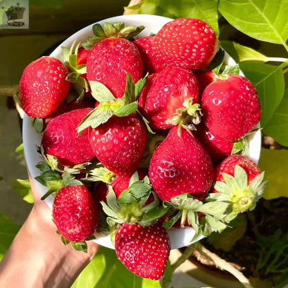 12 x Strawberry Cambridge Favourite Bare Roots - Grow Your Own Strawberries - Royalcart