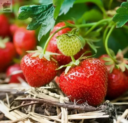 12 x Strawberry Cambridge Favourite Bare Roots - Grow Your Own Strawberries - Royalcart