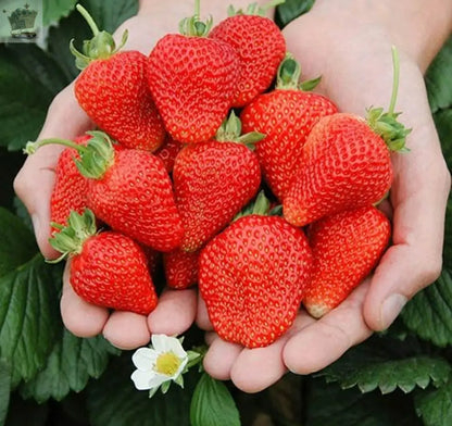 12 x Strawberry Cambridge Favourite Bare Roots - Grow Your Own Strawberries - Royalcart