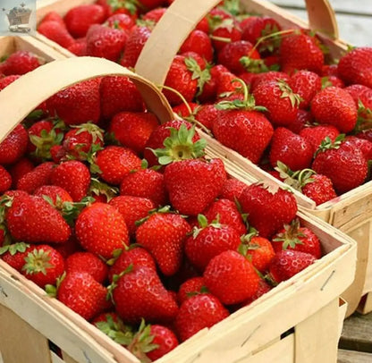 12 x Strawberry Cambridge Favourite Bare Roots - Grow Your Own Strawberries - Royalcart