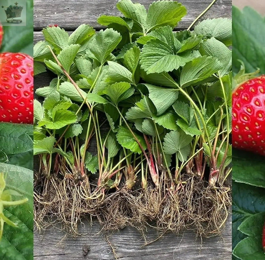 12 x Strawberry Cambridge Favourite Bare Roots - Grow Your Own Strawberries - Royalcart