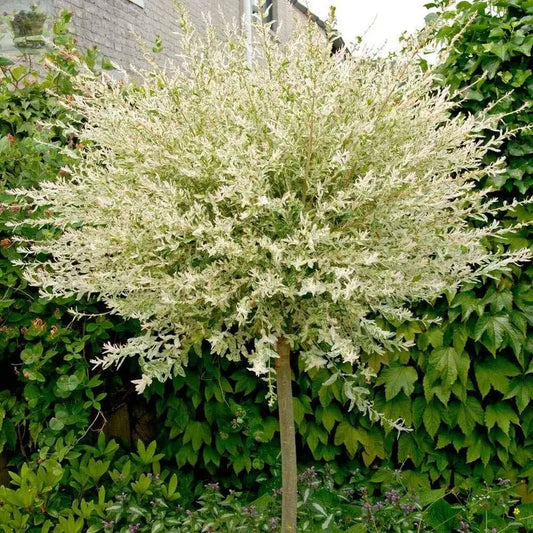 120-150cm Flamingo Willow 4L Pot Salix Integra 'Hakuro Nishiki' Royalcart