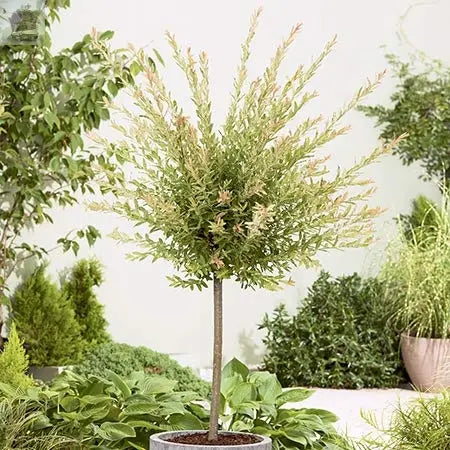 120-150cm Flamingo Willow 4L Pot Salix Integra 'Hakuro Nishiki' Royalcart