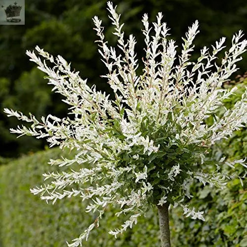 120-150cm Flamingo Willow 4L Pot Salix Integra 'Hakuro Nishiki' Royalcart