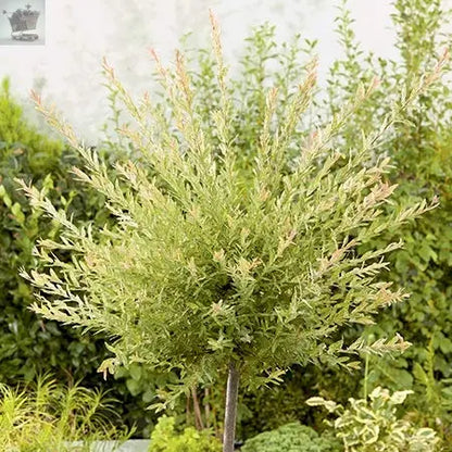 120-150cm Flamingo Willow 4L Pot Salix Integra 'Hakuro Nishiki' Royalcart