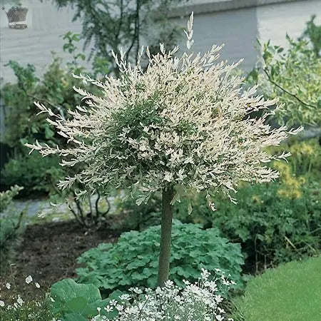 120-150cm Flamingo Willow 4L Pot Salix Integra 'Hakuro Nishiki' Royalcart