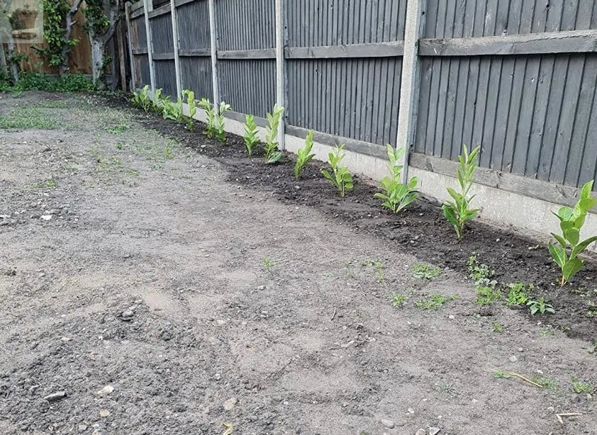 120 Cherry Laurel Hedging 1.5-2ft Tall Potted Gearcourt