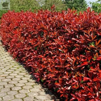 15 Photinia Red Robin Hedging Plants 35-45cm Bushy Evergreen Hedge Shrubs Gearcourt