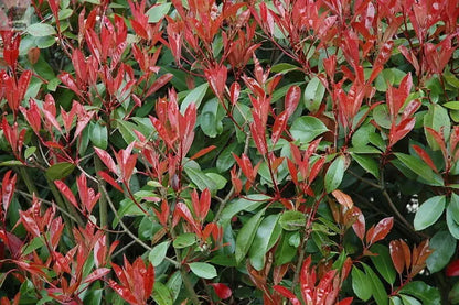 15 Photinia Red Robin Hedging Plants 35-45cm Bushy Evergreen Hedge Shrubs Gearcourt