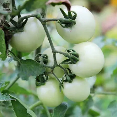 15 Snow White Cherry Tomato Seeds Gearcourt