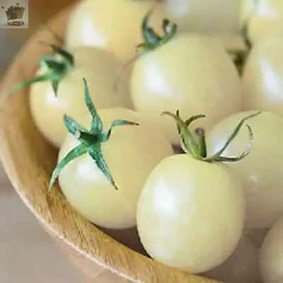 15 Snow White Cherry Tomato Seeds Gearcourt