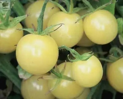 15 Snow White Cherry Tomato Seeds Gearcourt