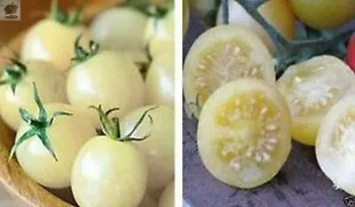 15 Snow White Cherry Tomato Seeds Gearcourt