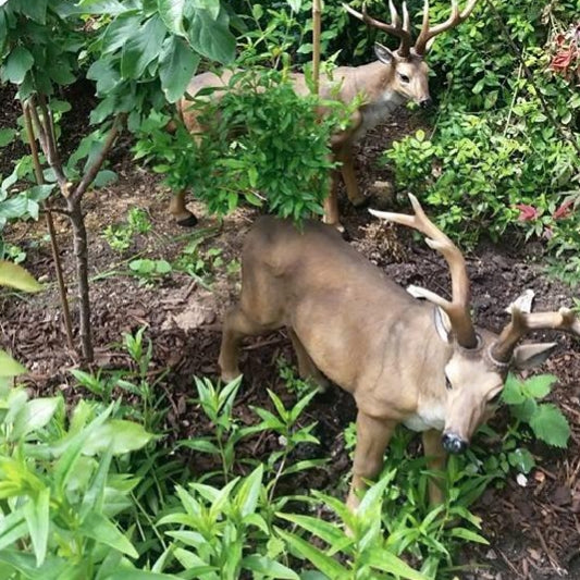 Big Rack Buck Deer Garden Decoy Animal Statue 71 cm Polyresin Full Color