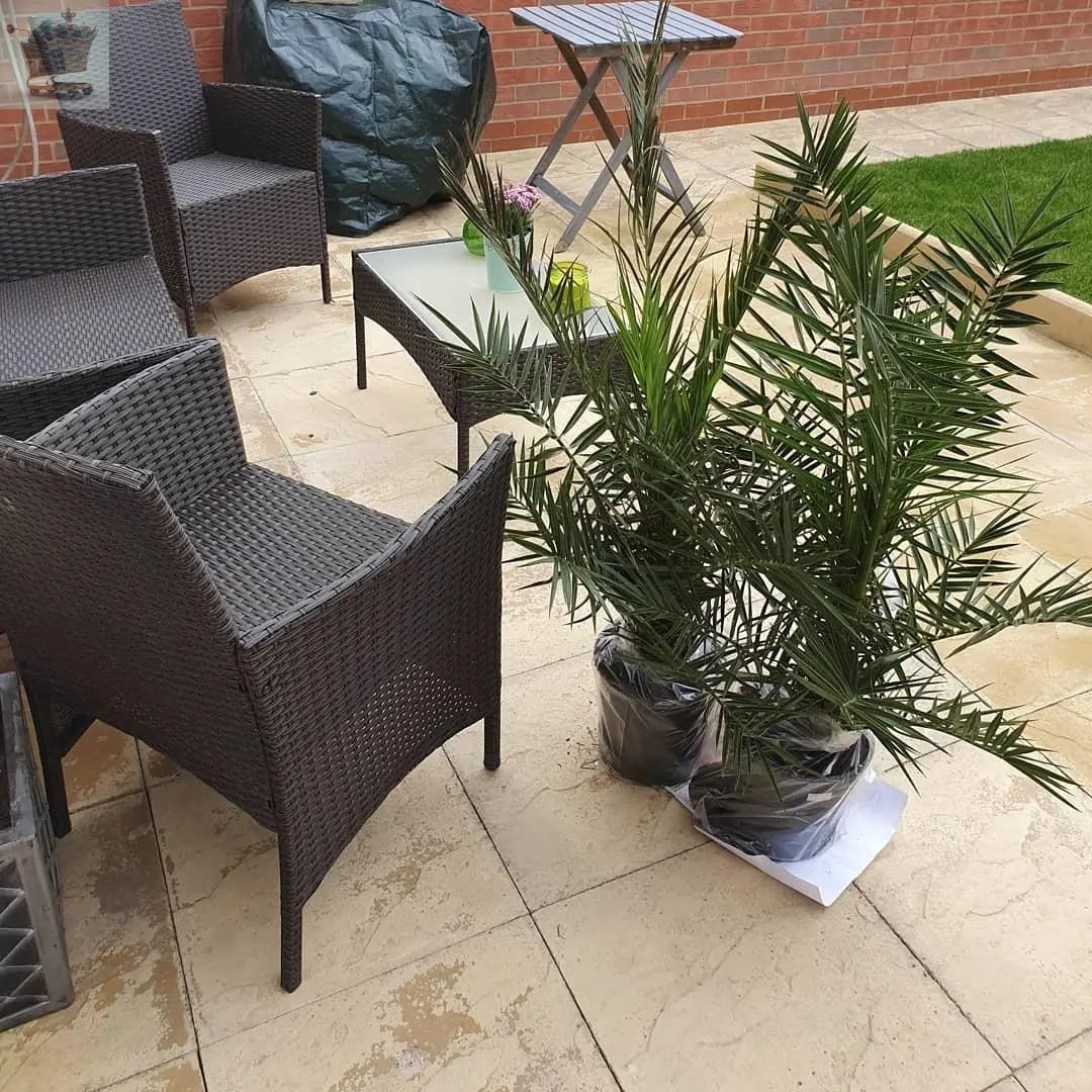 1M Tall Pair of Hardy Phoenix Palm, 2 Trees 20cm pot Tall Pot Exotic Patio Plants Gearcourt