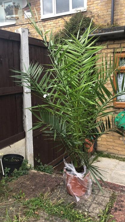 1M Tall Pair of Hardy Phoenix Palm, 2 Trees 20cm pot Tall Pot Exotic Patio Plants Gearcourt