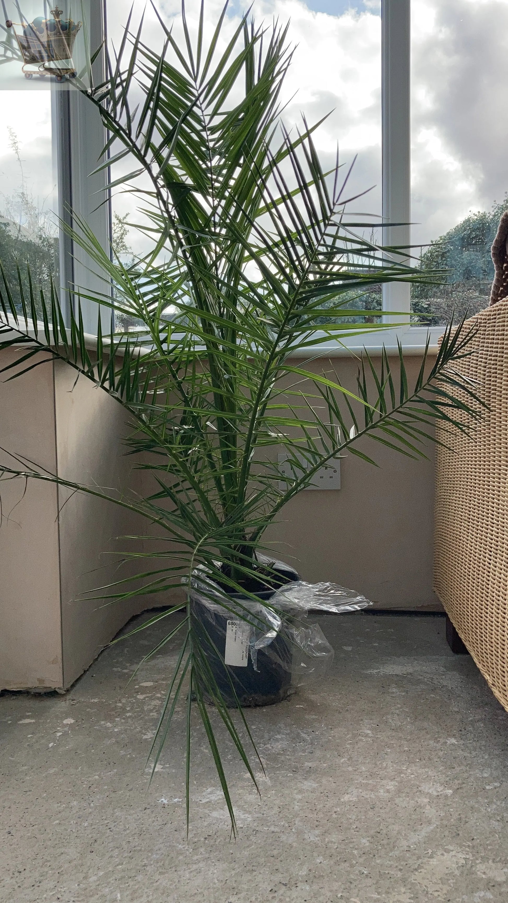 1M Tall Pair of Hardy Phoenix Palm, 2 Trees 20cm pot Tall Pot Exotic Patio Plants Gearcourt