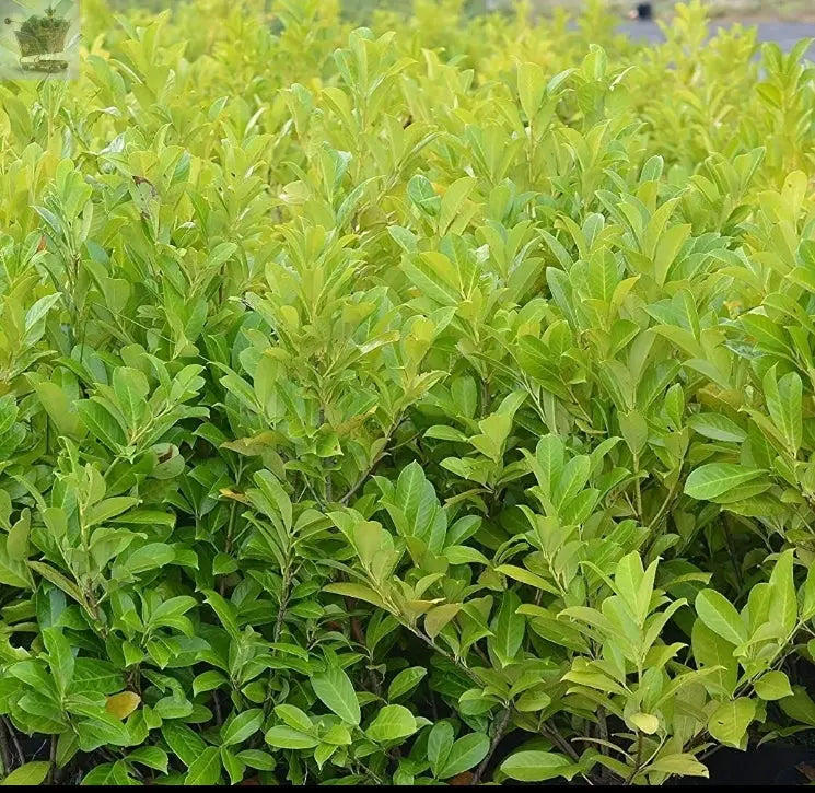 2-3ft Cherry Laurel Hedging 60-90cm Evergreen Laurels for hedging 2l potted Royalcart