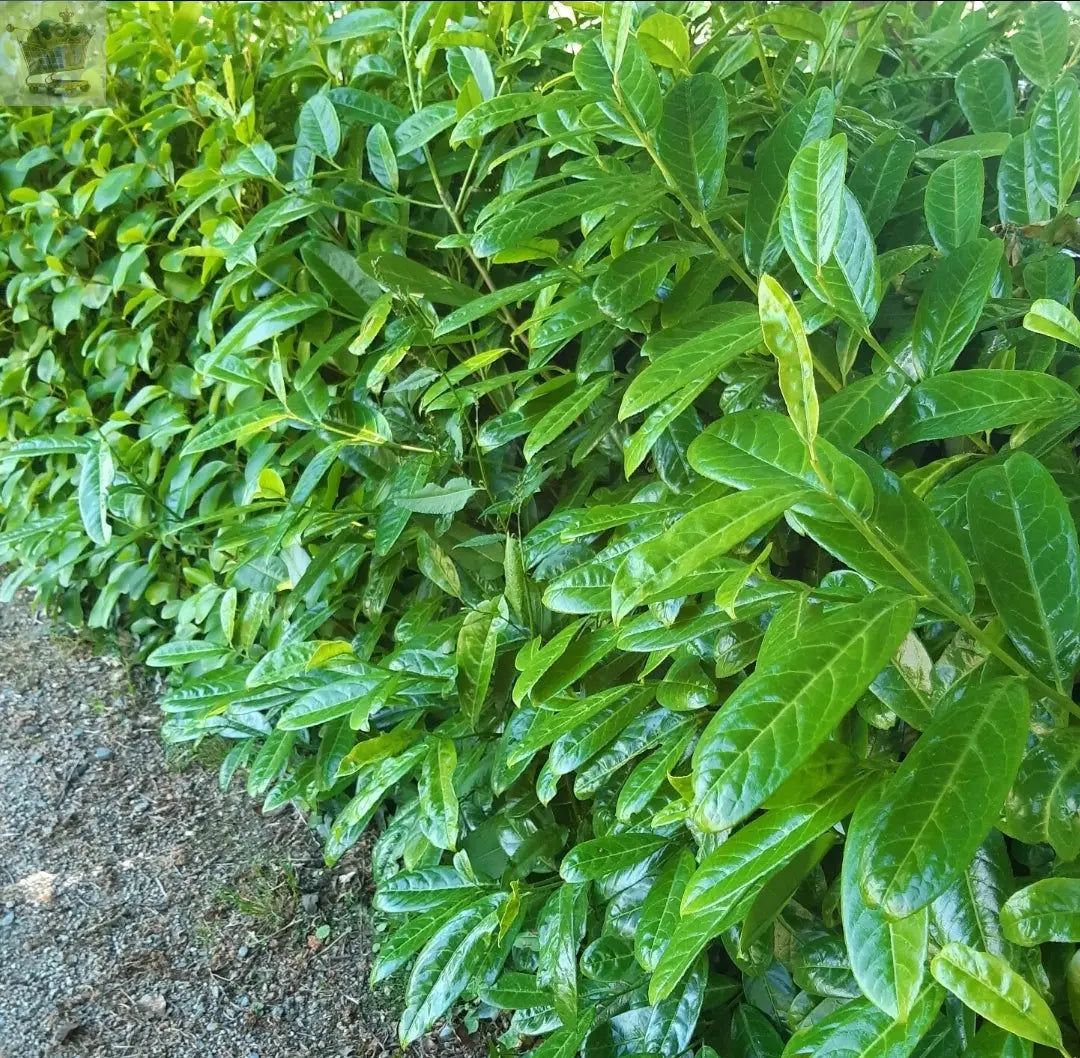 2-3ft Cherry Laurel Hedging 60-90cm Evergreen Laurels for hedging 2l potted Royalcart