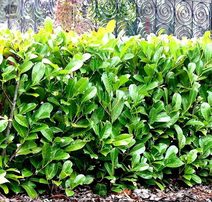 2-3ft Cherry Laurel Hedging 60-90cm Evergreen Laurels for hedging 2l potted Royalcart