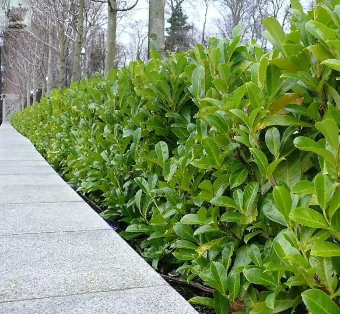 2-3ft Cherry Laurel Hedging 60-90cm Evergreen Laurels for hedging 2l potted Royalcart