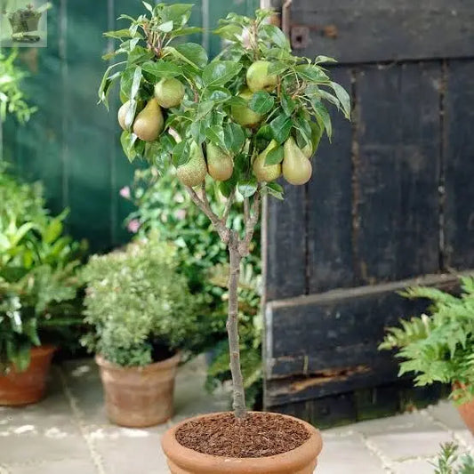 2-3ft 'Comice' Pear Tree Potted Royalcart