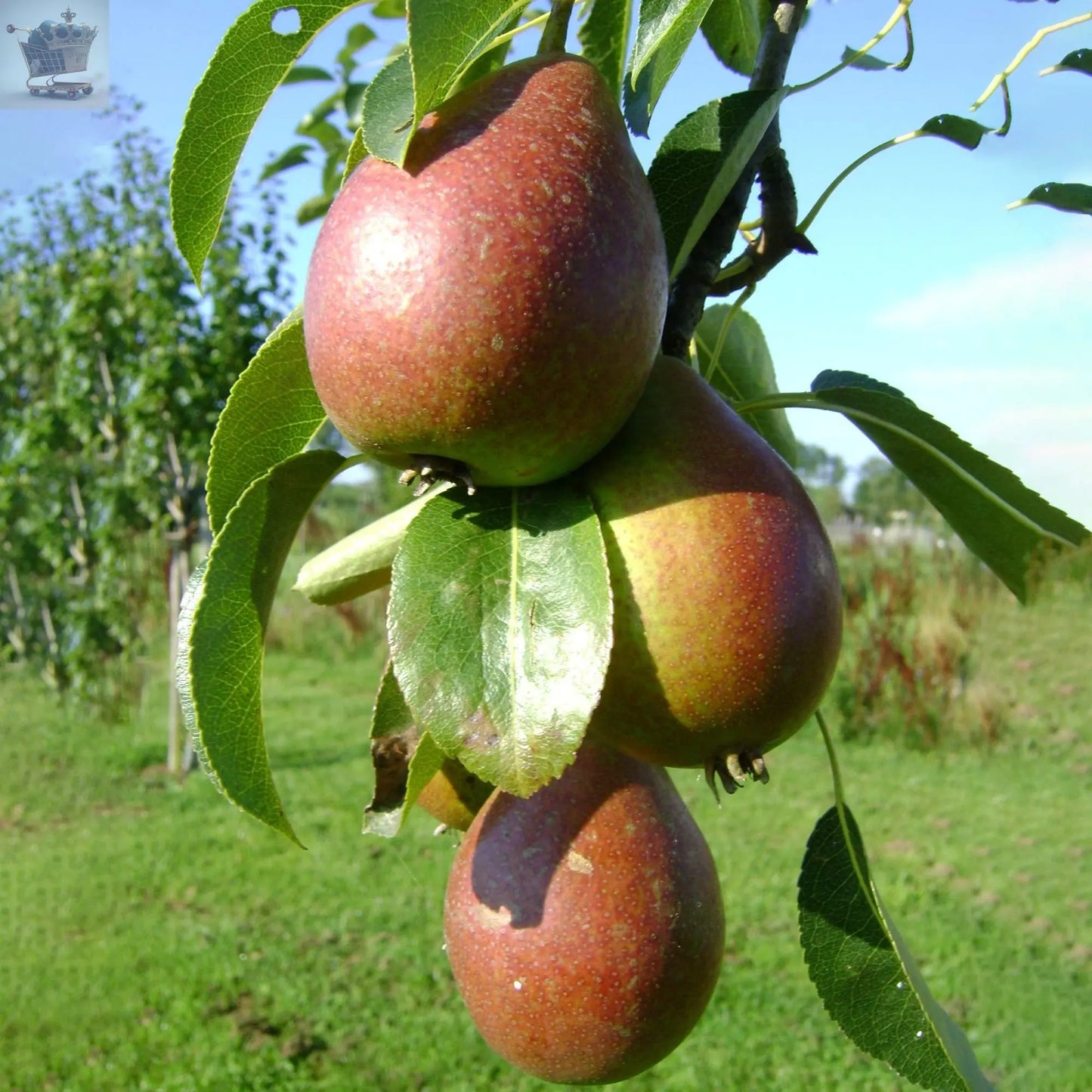 2-3ft 'Comice' Pear Tree Potted Royalcart