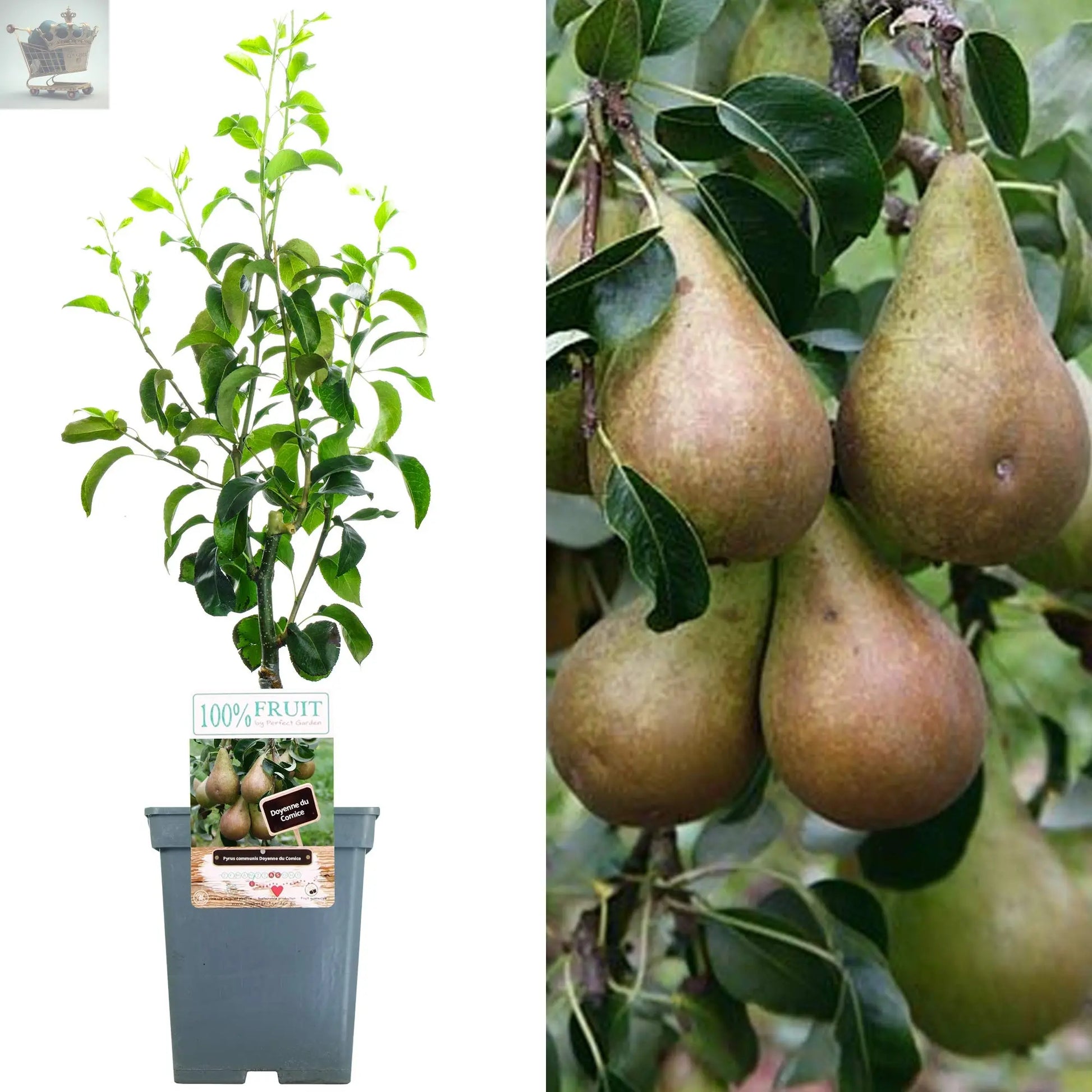 2-3ft 'Comice' Pear Tree Potted Royalcart