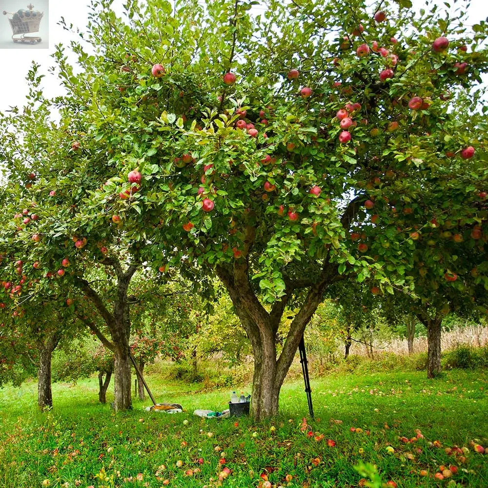 2-3ft 'Jonagold' Apple Tree Royalcart