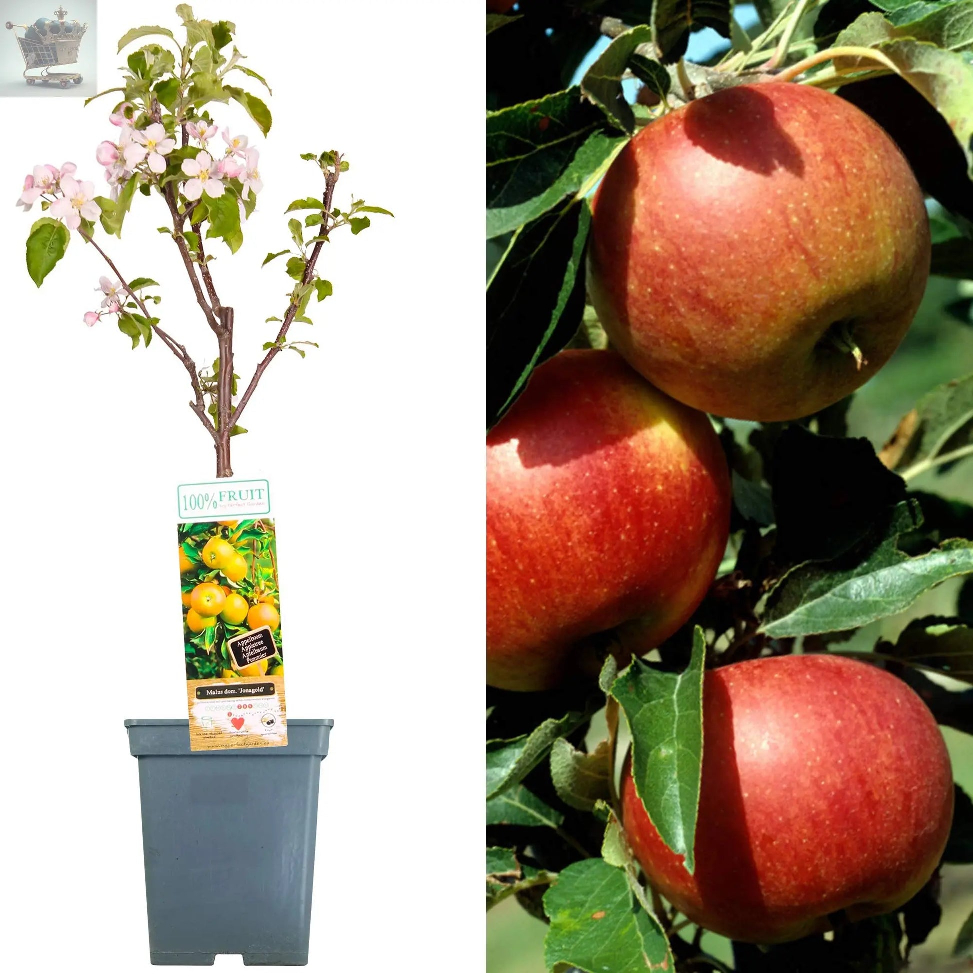 2-3ft 'Jonagold' Apple Tree Royalcart