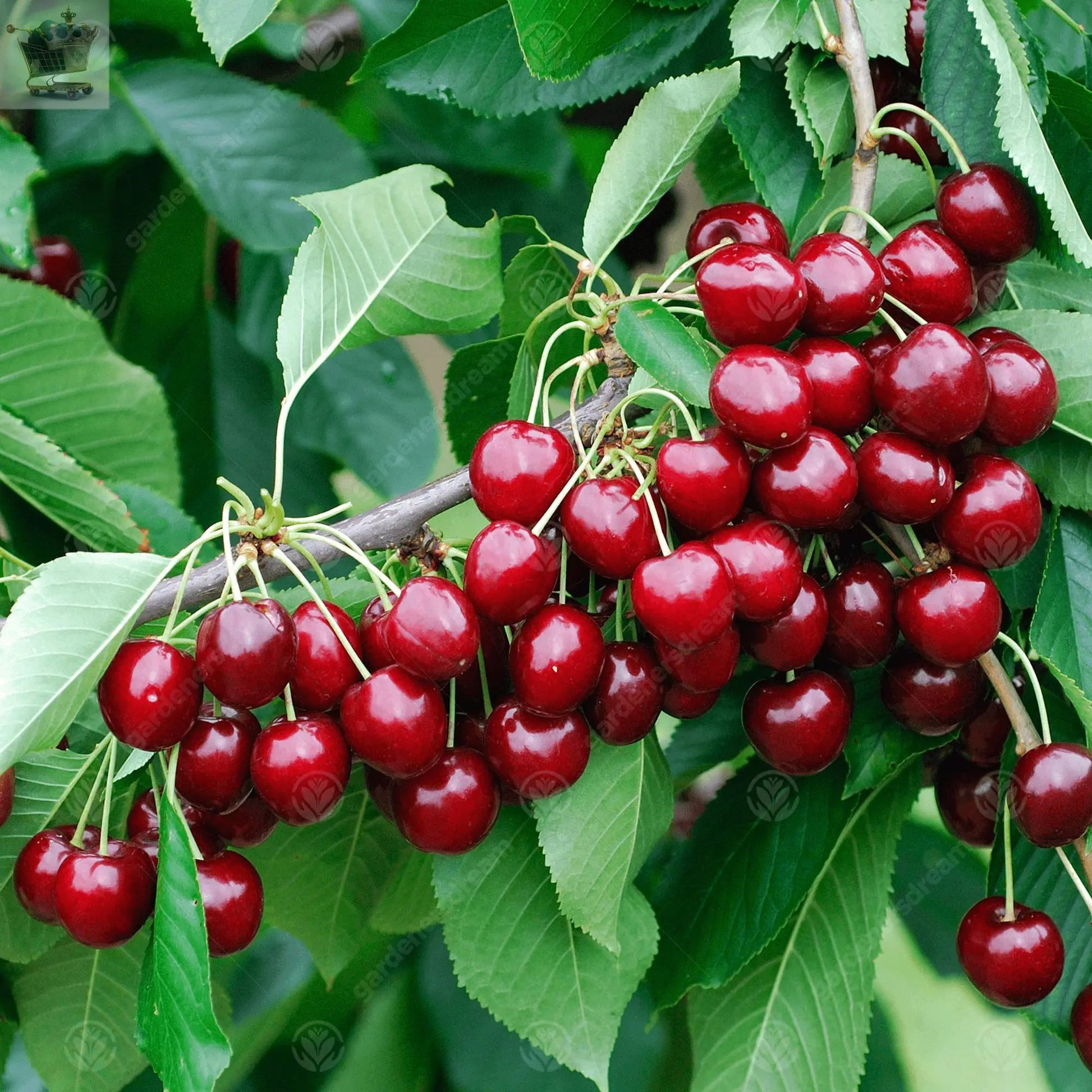 2-3ft 'Stella' Cherry Tree Potted Royalcart