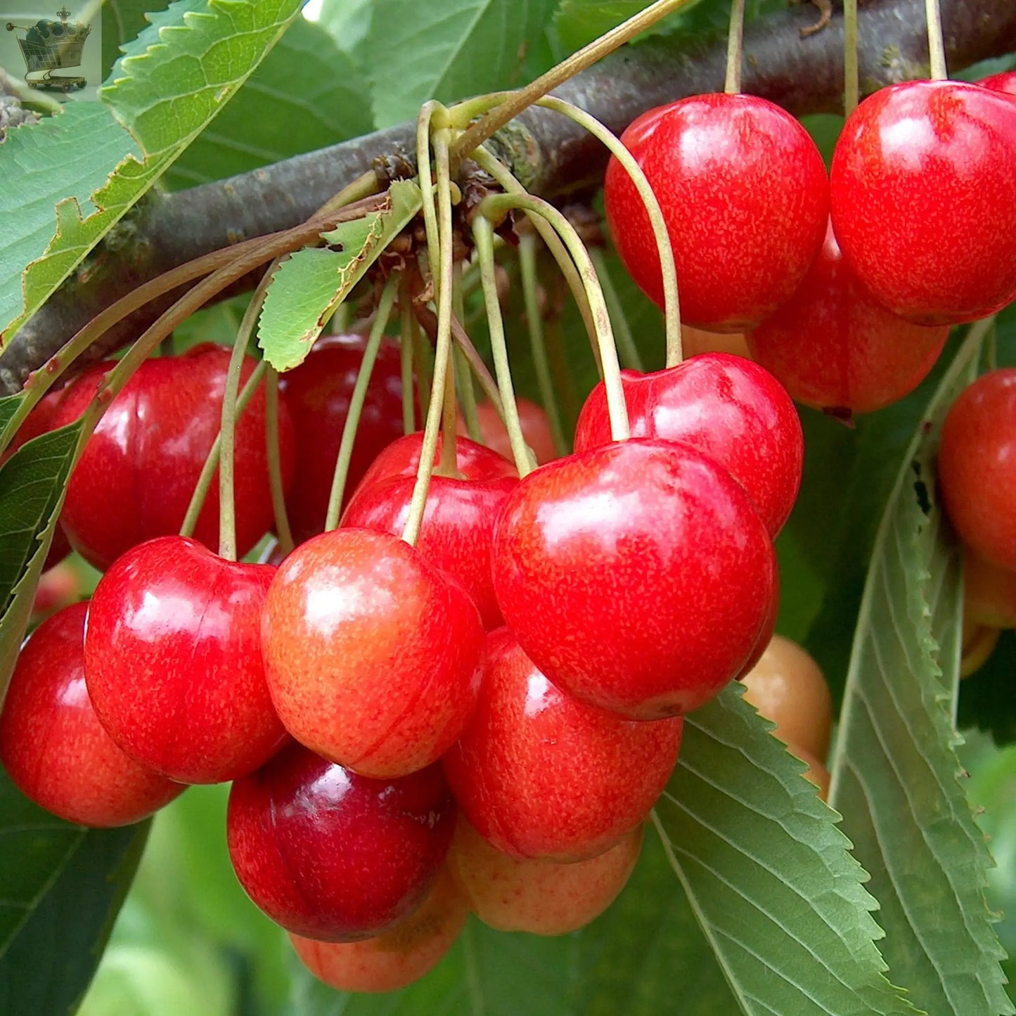 2-3ft 'Stella' Cherry Tree Potted Royalcart