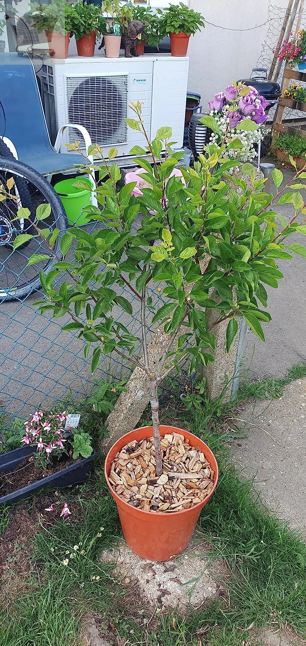 2-3ft 'Stella' Cherry Tree Potted Royalcart