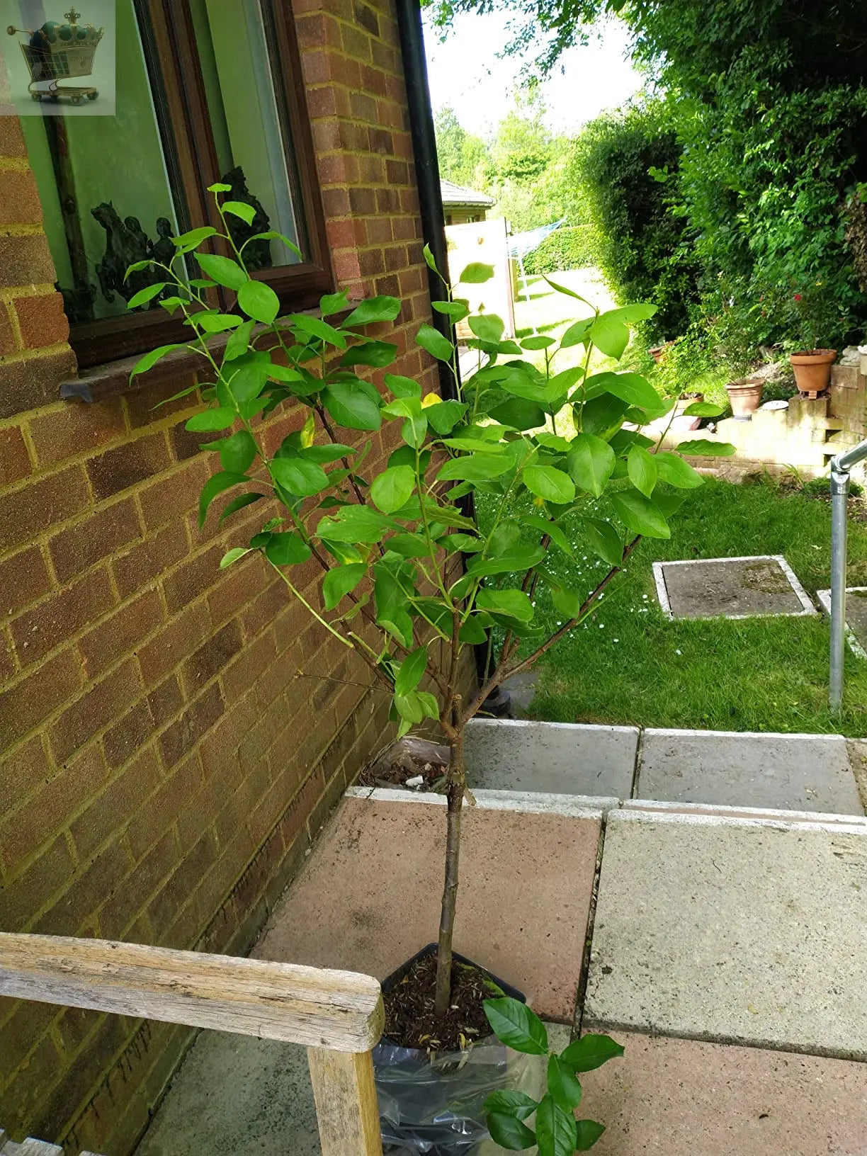 2-3ft 'Stella' Cherry Tree Potted Royalcart