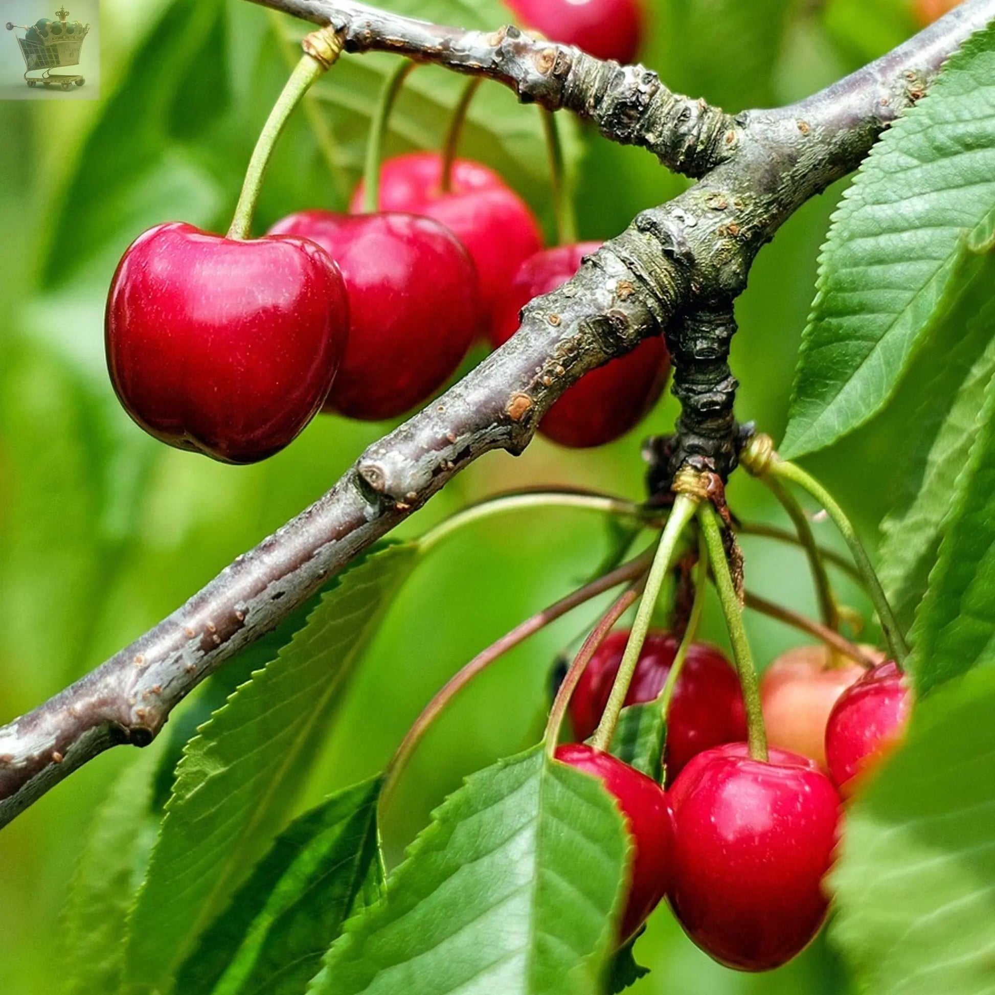 2-3ft 'Stella' Cherry Tree Potted Royalcart