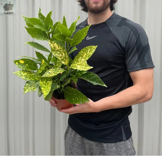 2 Aucuba japonica 'Variegata' | Spotted Laurel | Bushy, Evergreen Shrub (40cm) - Royalcart