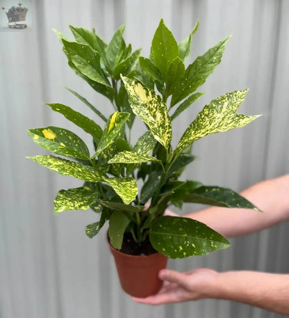 2 Aucuba japonica 'Variegata' | Spotted Laurel | Bushy, Evergreen Shrub (40cm) - Royalcart