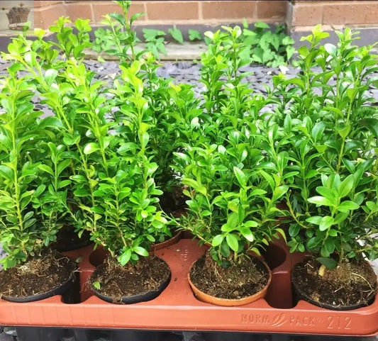 2 Box Hedging Plants 20-40cm Buxus Sempervirens Dense Evergreen Hedge Potted - Royalcart