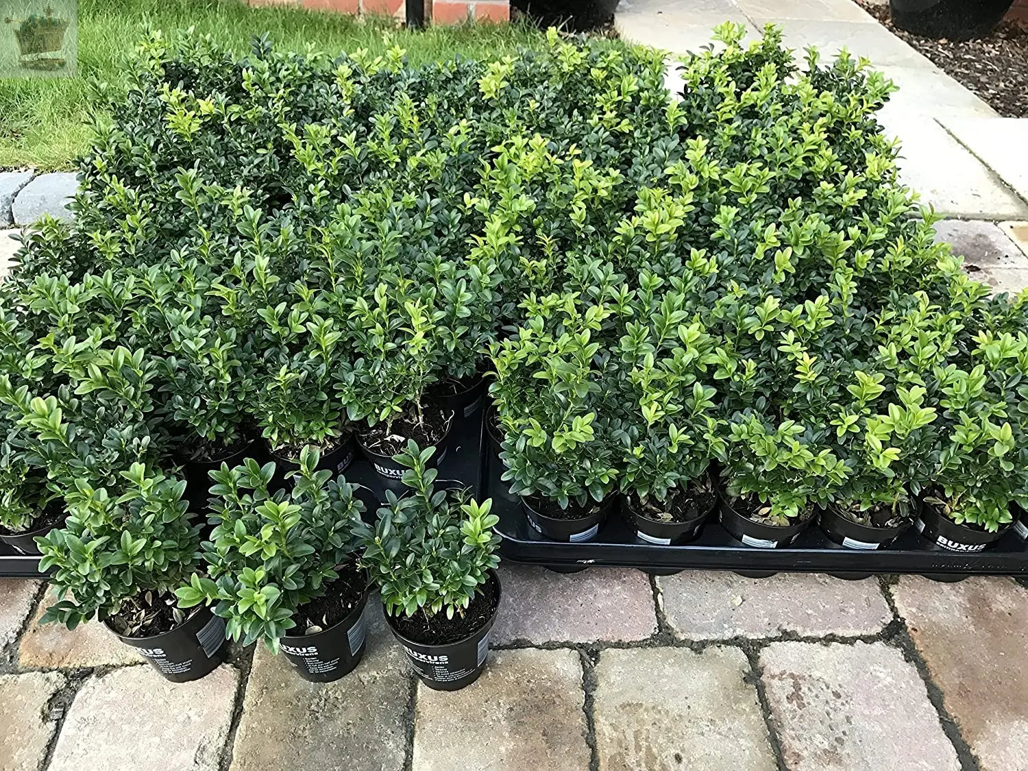 2 Box Hedging Plants 20-40cm Buxus Sempervirens Dense Evergreen Hedge Potted - Royalcart