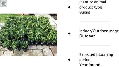 2 Box Hedging Plants 20-40cm Buxus Sempervirens Dense Evergreen Hedge Potted - Royalcart