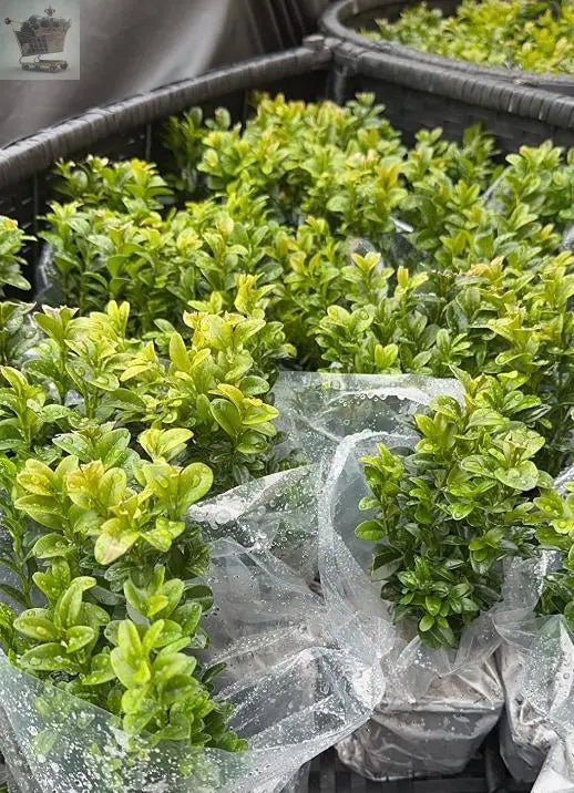 2 Box Hedging Plants 20-40cm Buxus Sempervirens Dense Evergreen Hedge Potted - Royalcart