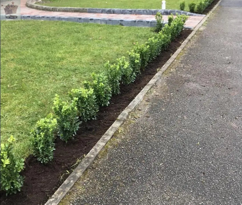 2 Box Hedging Plants 20-40cm Buxus Sempervirens Dense Evergreen Hedge Potted - Royalcart