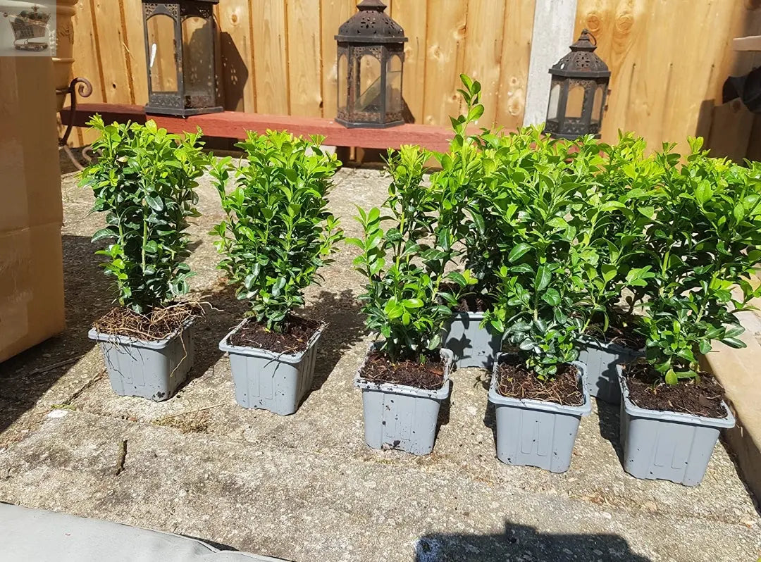 2 Box Hedging Plants 20-40cm Buxus Sempervirens Dense Evergreen Hedge Potted - Royalcart