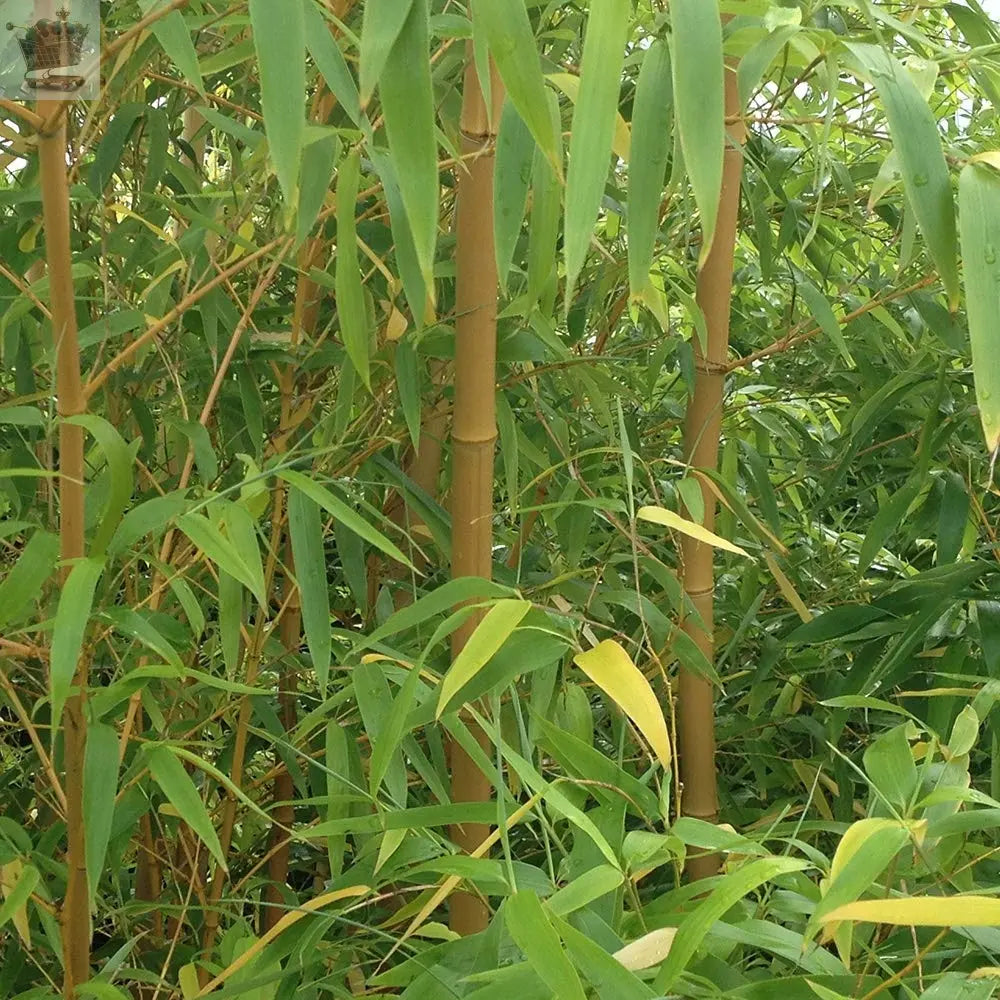 2 x Yellow Bamboo (Phyllostachys) Plants 80-100cm Tall Royalcart